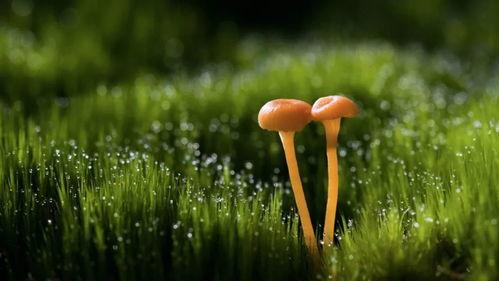 早安爆料大蘑菇视频,早安爆料视频背后的惊人真相  第3张